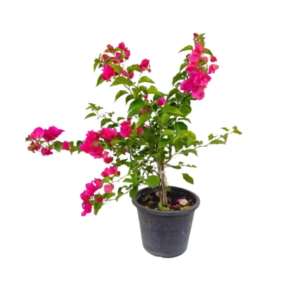 زهور الجهنمية (Bougainvillea) – وردية